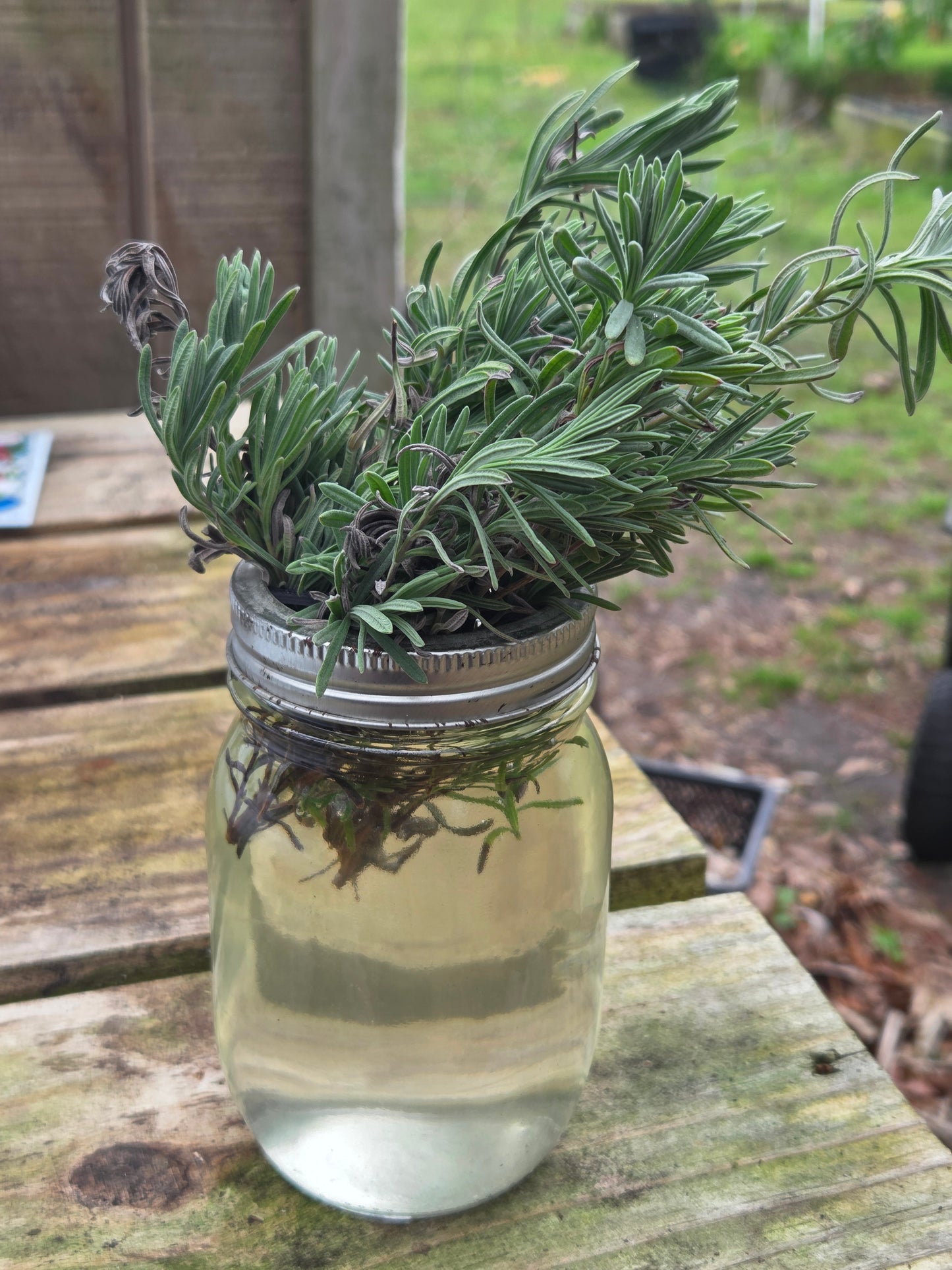 Propagation lid for mason jars