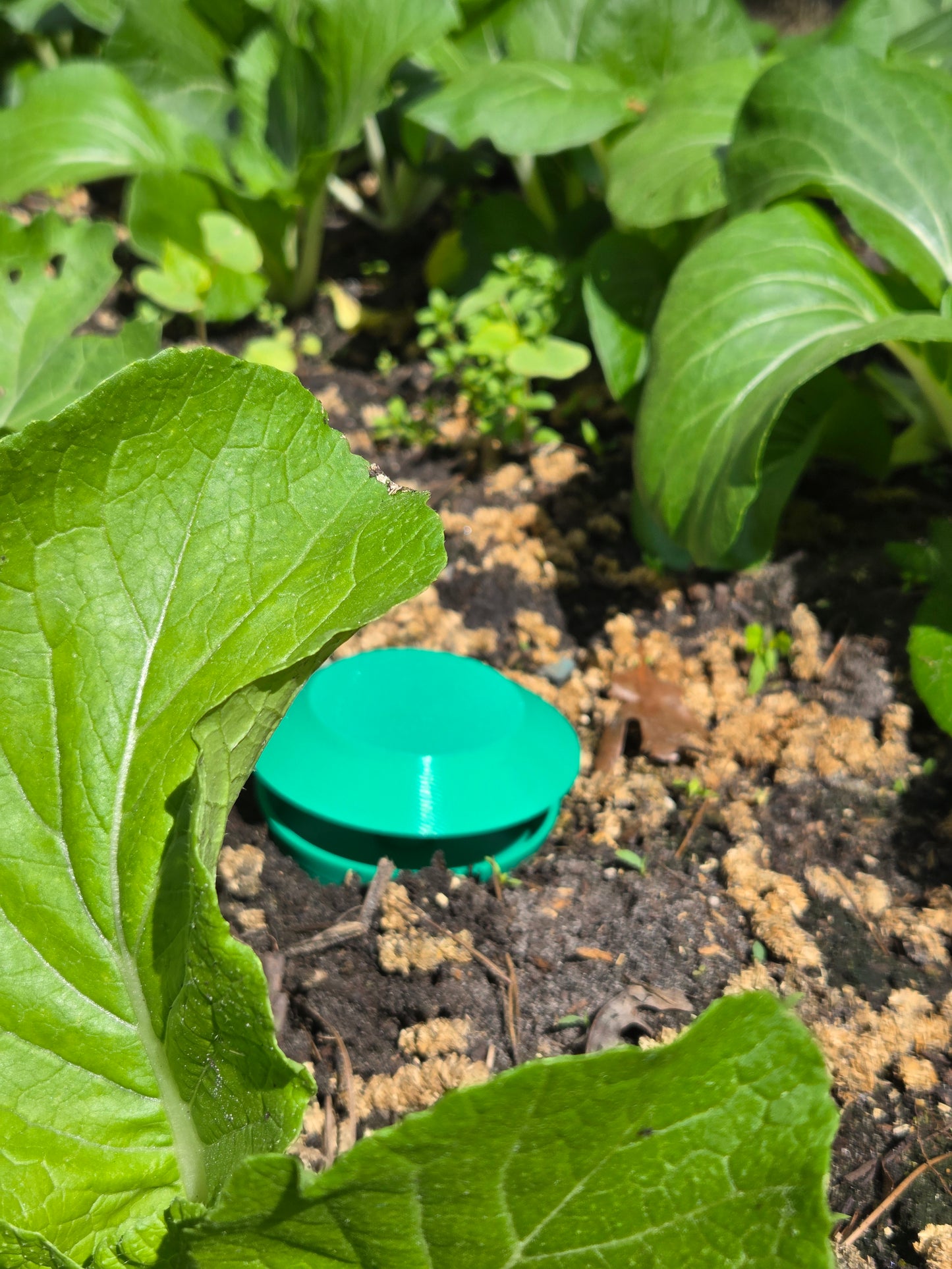 Slug / snail trap